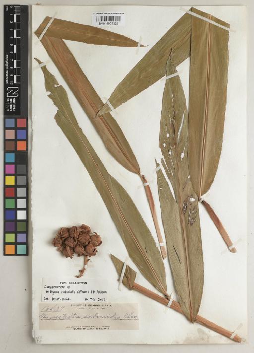 Etlingera subviridis (Elmer) A.D.Poulsen - BM014605329