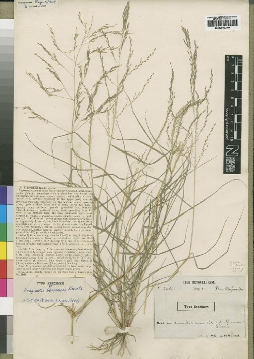 Eragrostis beroensis Rendle - BM000922979