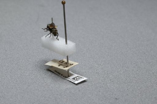 Sarcophaga (Myorhina) nigriventris Meigen, 1826 - 015091919_additional_2