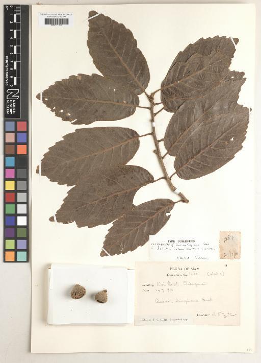 Quercus kingiana Craib - BM001217645