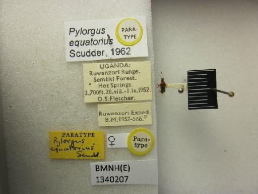 Pylorgus equatorius Scudder, 1962 - Pylorgus equatorius-BMNH(E)1340207-Paratype female dorsal & labels
