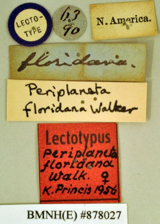 Periplaneta floridana Walker, 1868 - Periplaneta floridana Walker, F, 1868, female, lectotype, labels. Photographer: Heidi Hopkins. BMNH(E)#878027