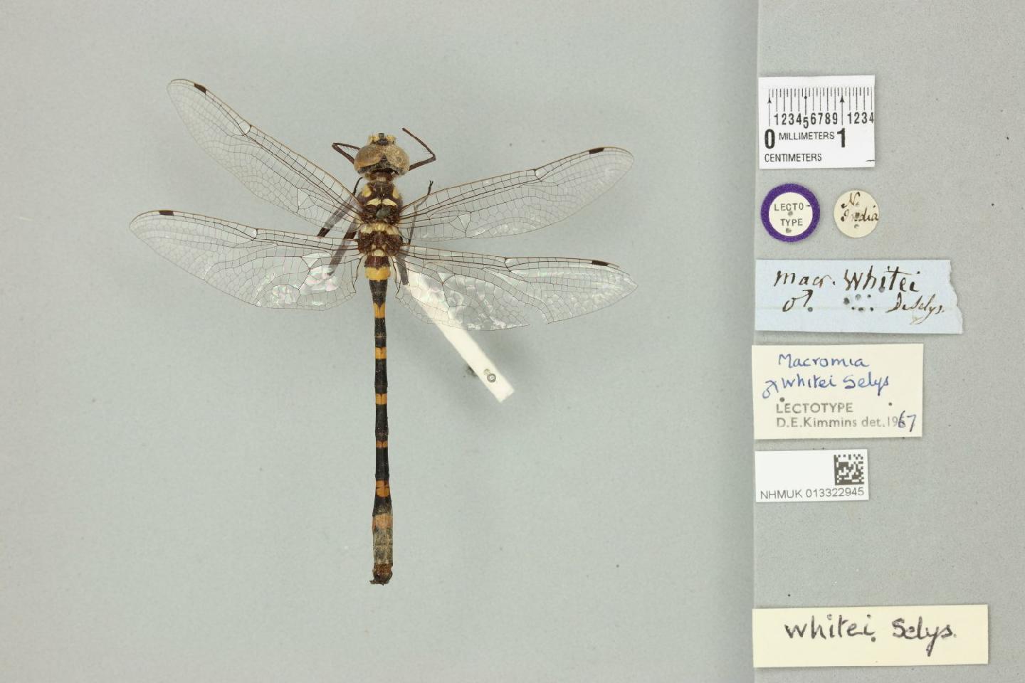 Macromia whitei