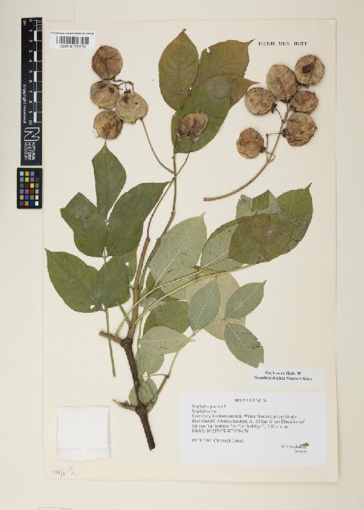 Staphylea pinnata L. - 014629250