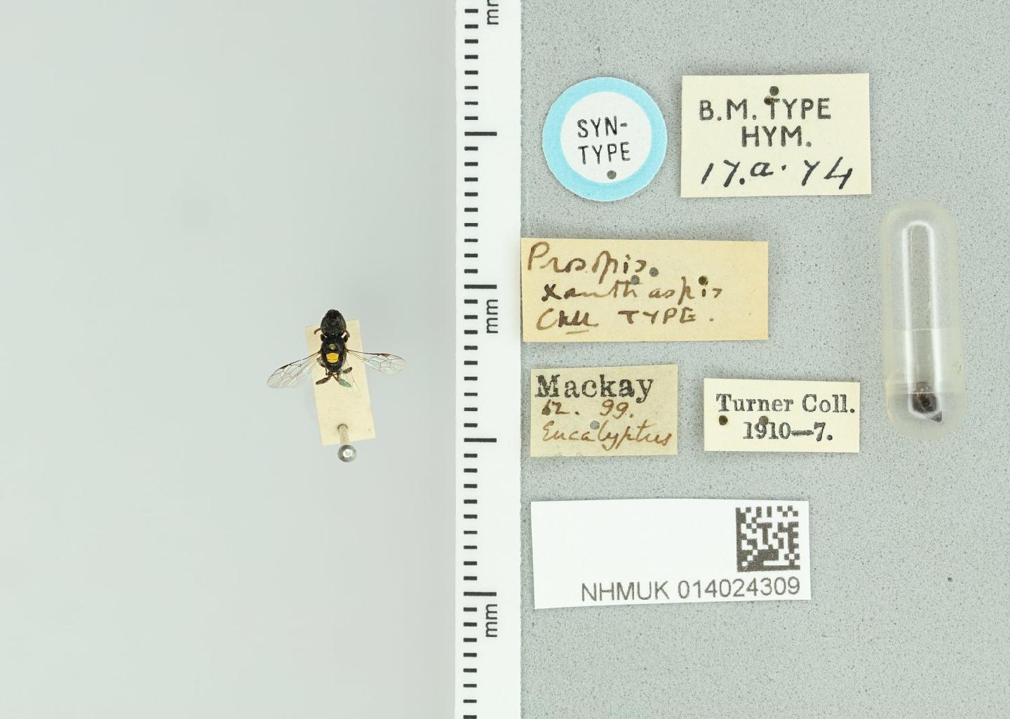 Hylaeus xanthaspis