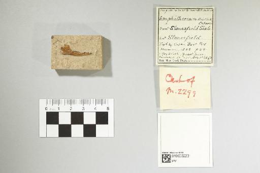 Amphitherium prevostii (Mayer, 1832) - 010033228_L010222467