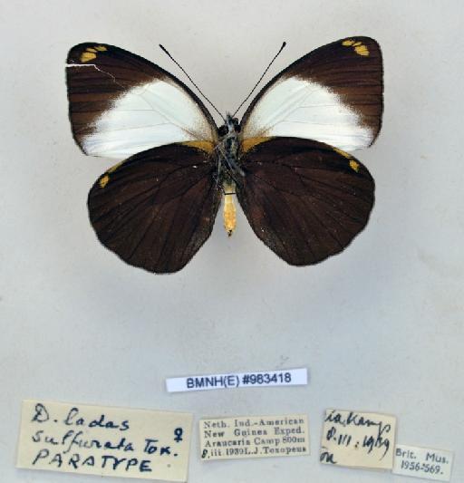 Delias ladas f. sulfurata Roepke, 1955 - BMNH(E)983418_Delias ladas f