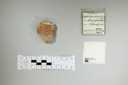 Leptolepis disjectus Woodward, 1895 - 010025090_L010097748