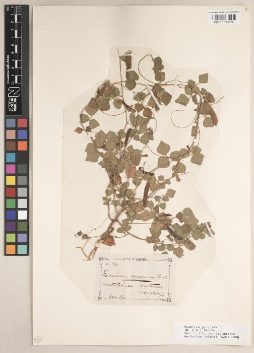 Dunbaria punctata (Wight & Arn.) Benth. - BM013713524