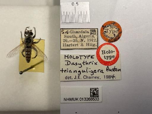 Dasythrix trianguligera Austen, 1914 - NHMUK013268533_Dasythrix_trianguligera_HT_labels.jpeg