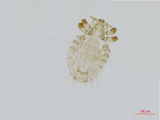 Eulinognathus surdasteri Werneck, 1940 - 010700170__2017_08_21-Scene-1-ScanRegion0