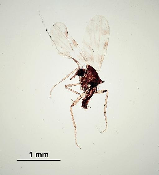 Culicoides impunctatus Goetghebuer, 1920 - Culicoides_impunctatus-010210309-habitus_B-40_0x