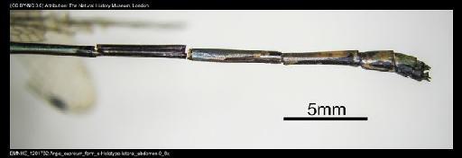 Argia cupreum f. form `c' Fraser - BMNHE_1201782-Argia_cupreum_form_c-Holotype-lateral_abdomen-0_8x