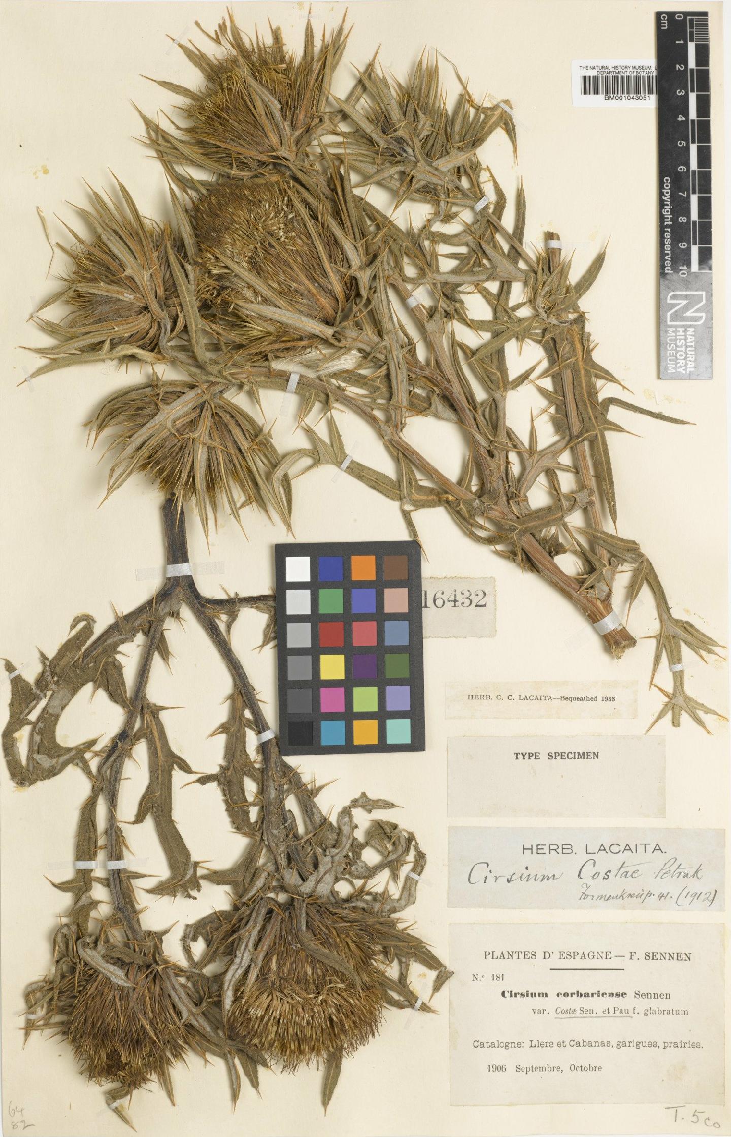 To NHMUK collection (Cirsium costae Petr.; Type; NHMUK:ecatalogue:1971880)
