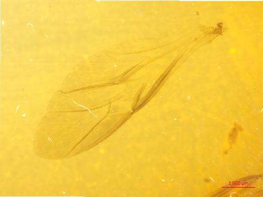 Chasmatopterus hirtus Blanchard, 1850 - 010130229___5