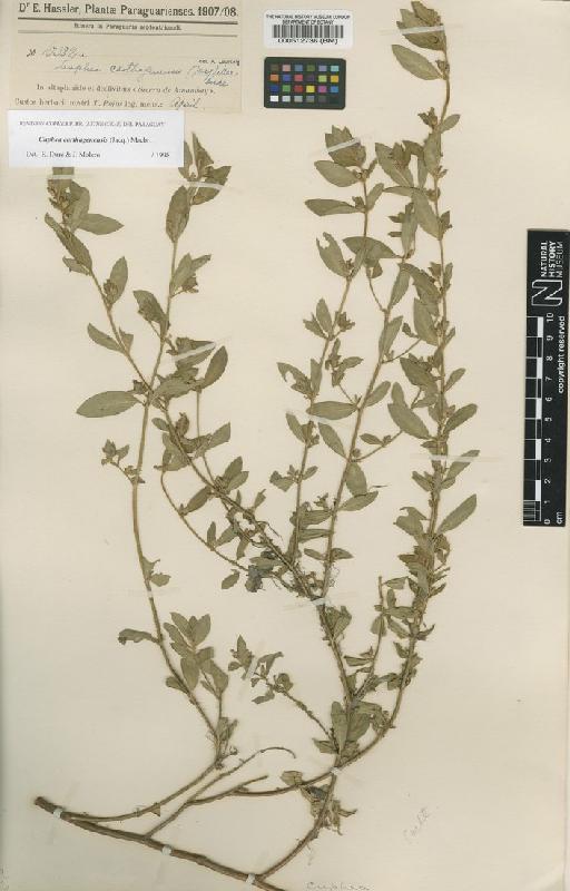 Cuphea carthagenensis var. carthagenensis (Jacq.) Macbr - BM000512736