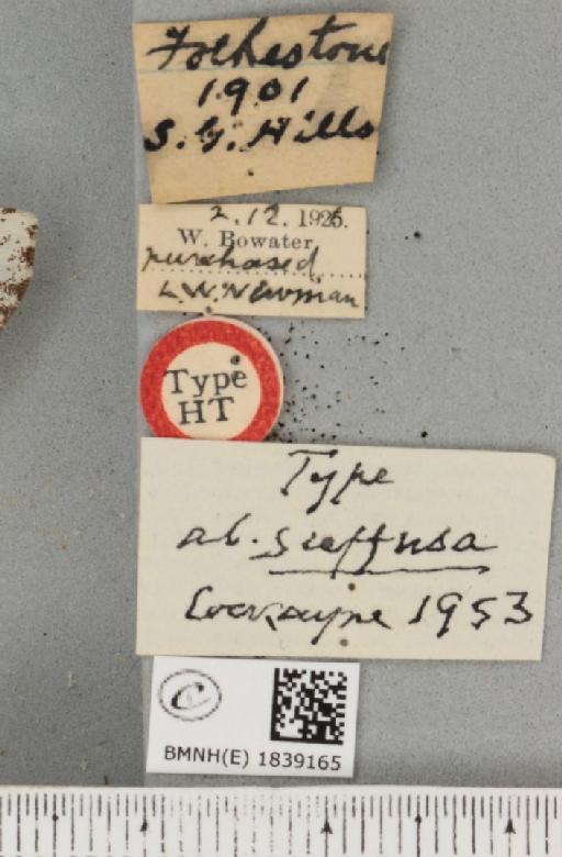 Biston betularia ab. suffusa Cockayne, 1953 - BMNHE_1839165_label_412893