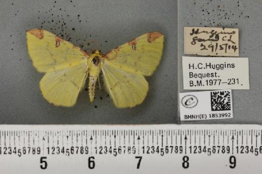 Opisthograptis luteolata (Linnaeus, 1758) - BMNHE_1853992_427902