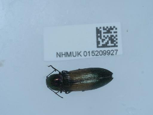 Ctenicera cuprea (Fabricius, 1775) - 015209927_3