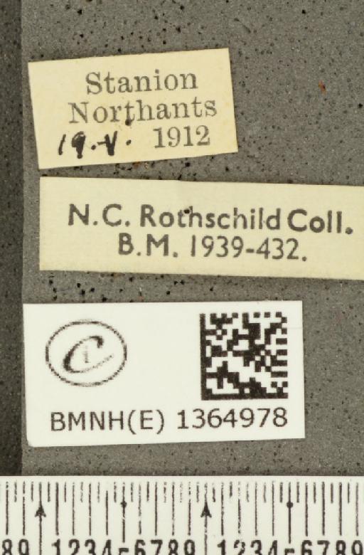 Carterocephalus palaemon (Pallas, 1771) - BMNHE_1364978_label_176062
