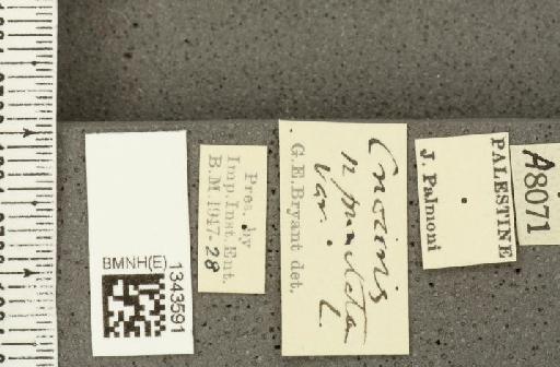 Crioceris (Crioceris) duodecimpunctata (Linnaeus, 1758) - BMNHE_1343591_label_12171