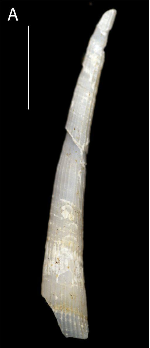 Fissidentalium sp. (nhm_261) - Figure 23. Scaphopoda spp. A Fissidentalium sp. NHM_261