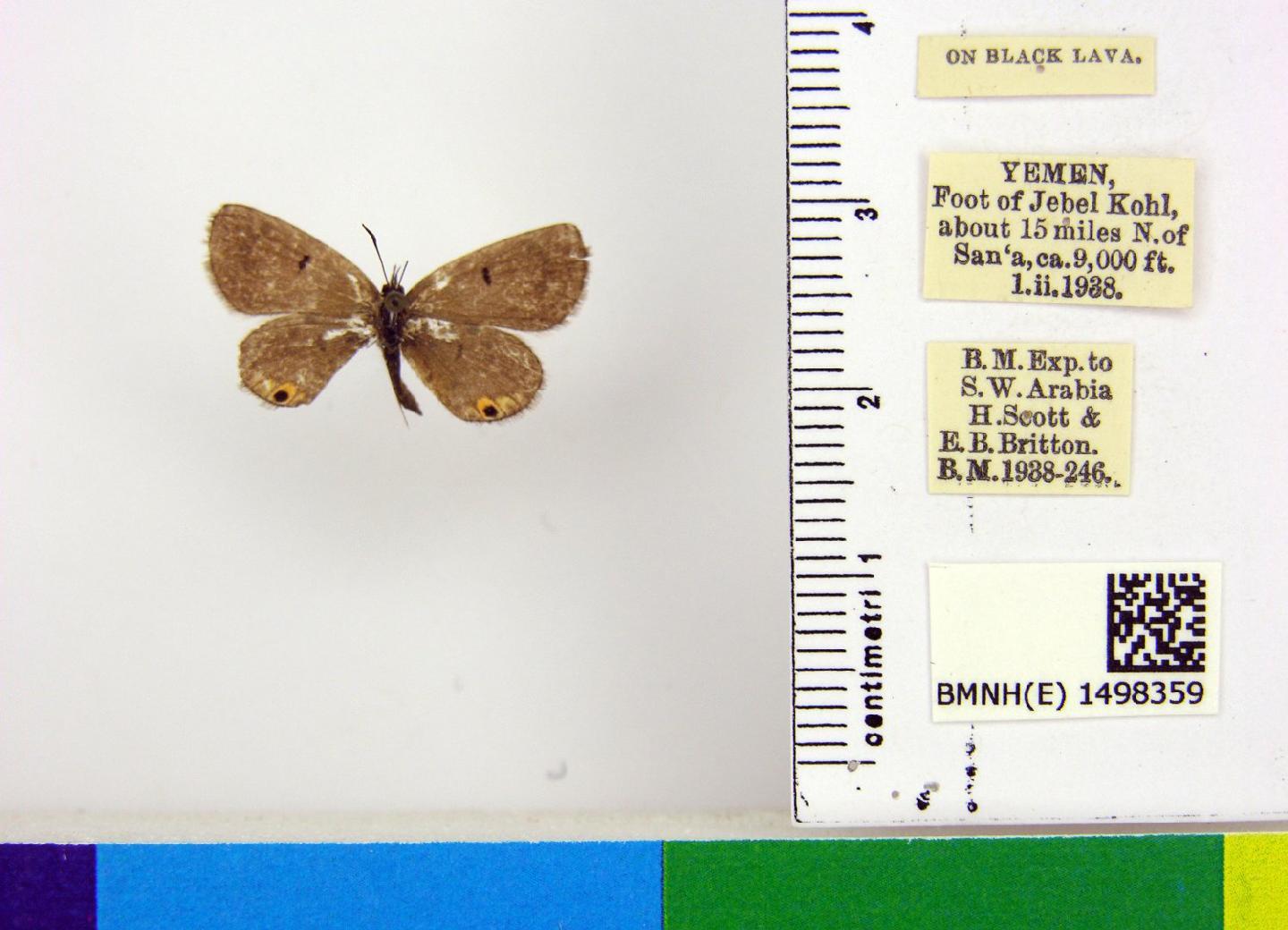 Euchrysops philbyi thumbnail