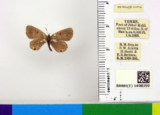 Euchrysops philbyi Gabriel, 1954 - BMNH(E)_1498359_Euchrysops  philbyi_male