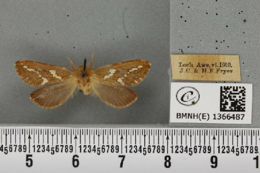 Phymatopus hecta (Linnaeus, 1758) - BMNHE_1366487_186757