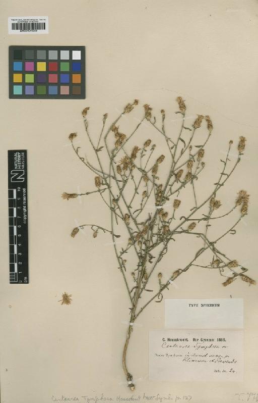 Centaurea tymphaea subsp. tymphaea Hausskn. - BM001043258