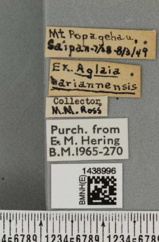 Bactrocera (Bactrocera) ochrosiae (Malloch, 1942) - BMNHE_1438996_label_33218