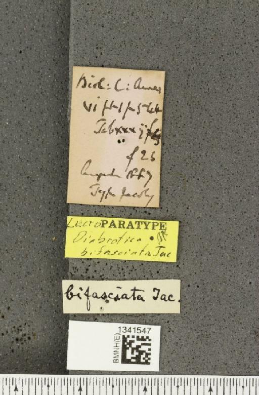 Gynandrobrotica bifasciata (Jacoby, 1887) - BMNHE_1341547_a_label_23627