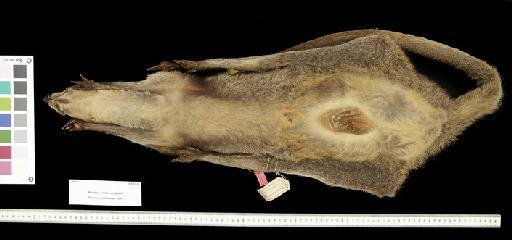 Macropus ualabatus ingrami Thomas and  Dollman, 1909 - 1908.8.8.65_Skin_Ventral