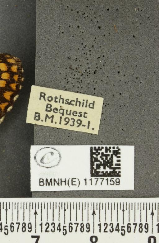 Melitaea cinxia ab. matisconensis Andre, 1899 - BMNHE_1177159_label_49227