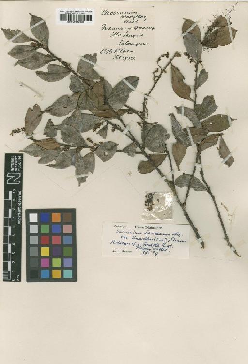 Vaccinium bancanum Miq. - BM000996436