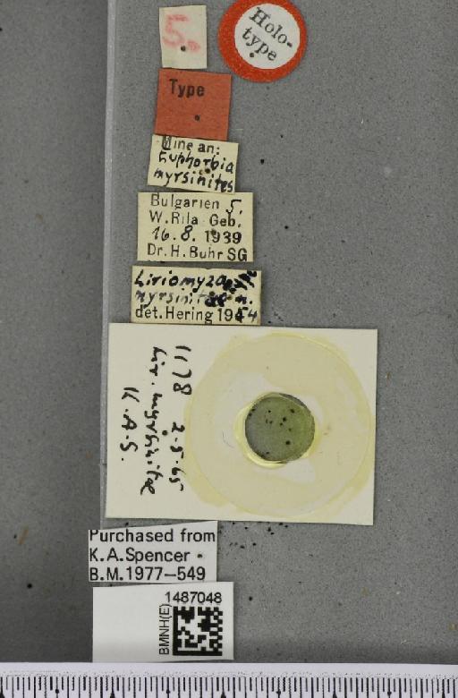 Liriomyza myrsinitae Hering, 1957 - BMNHE_1487048_label_50650