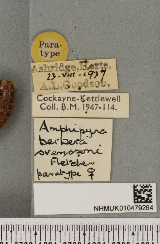 Amphipyra berbera svenssoni Fletcher, D.S., 1968 - NHMUK_010479264_label_571659