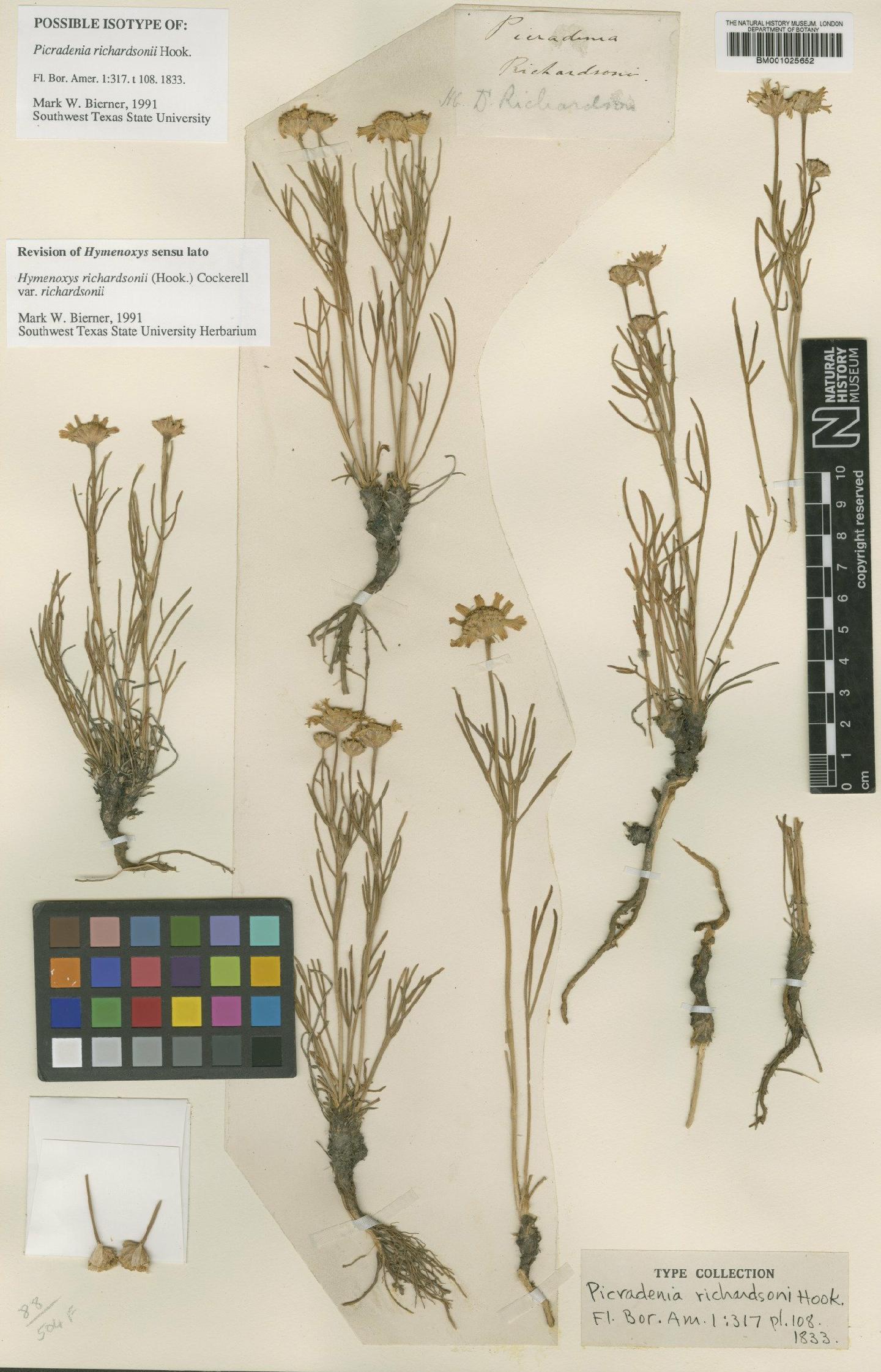 To NHMUK collection (Hymenoxys richardsonii var. richardsonii (Hook.) Cockerell; Isotype; NHMUK:ecatalogue:1186153)