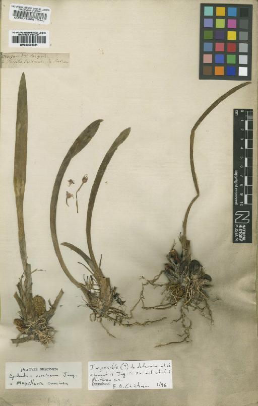 Maxillaria coccinea Jacq. - BM000074465