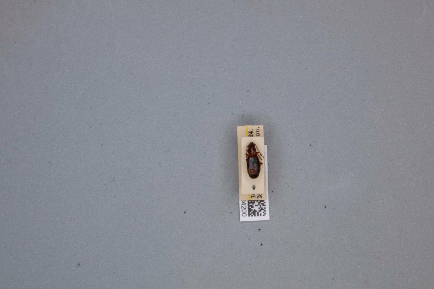 Cymindis longstaffi thumbnail