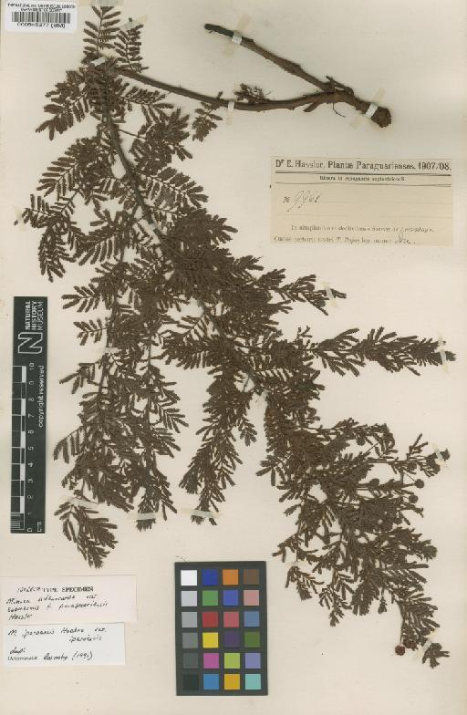 Mimosa iperoensis var. iperoenesis Hoehne - BM000545277