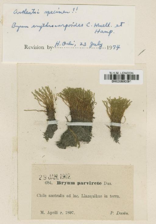 Bryum clavatum (Schimp.) Müll.Hal. - BM000960091