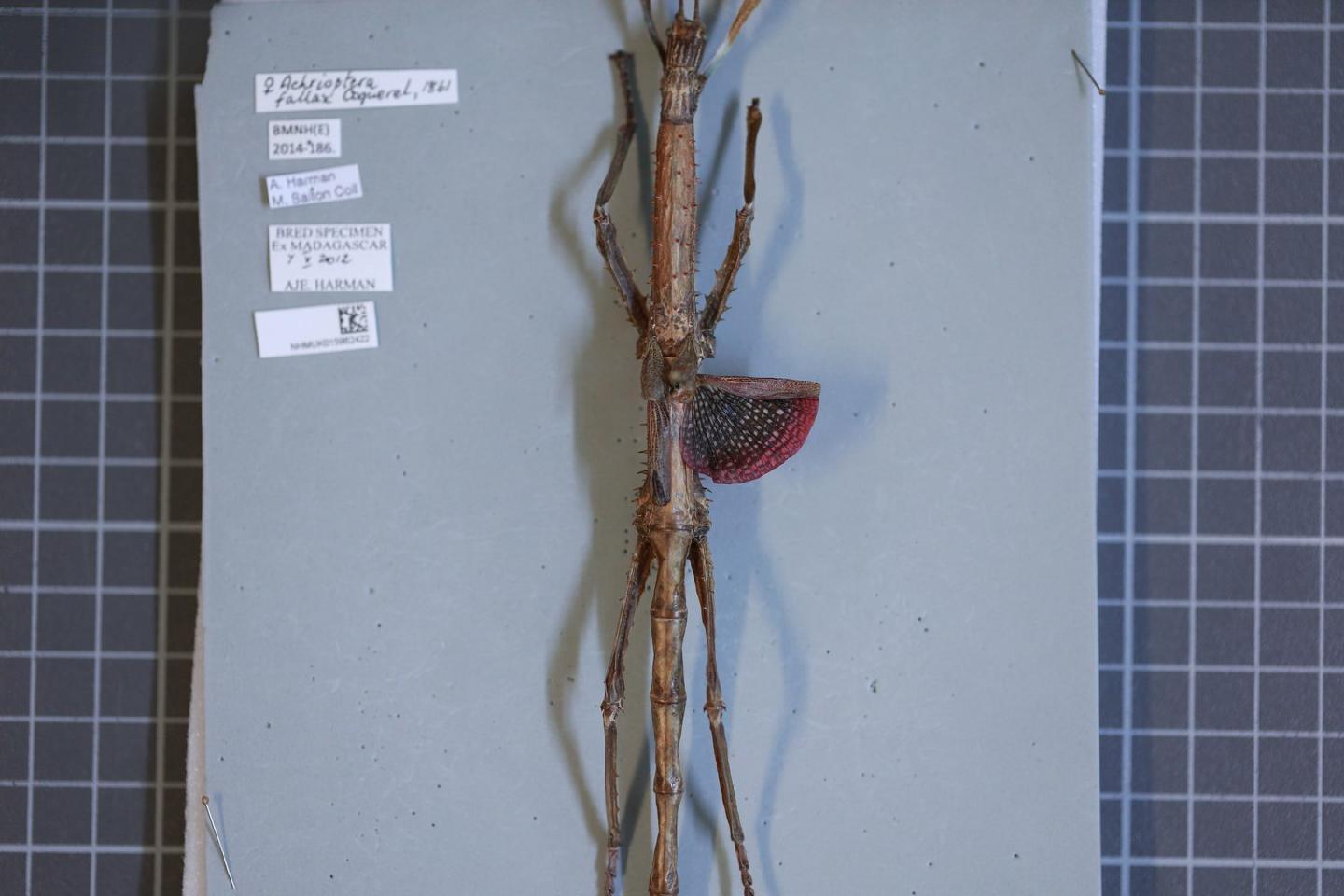 Achrioptera fallax