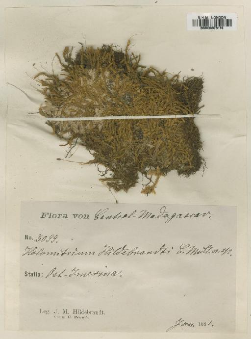 Leptodontium viticulosoides (P.Beauv.) Wijk & Margad. - BM000878179