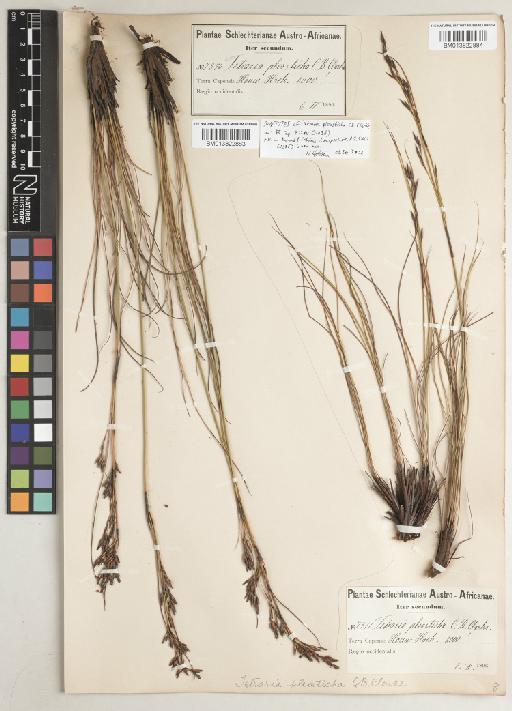 Tetraria pleosticha C.B.Clarke - BM013822883