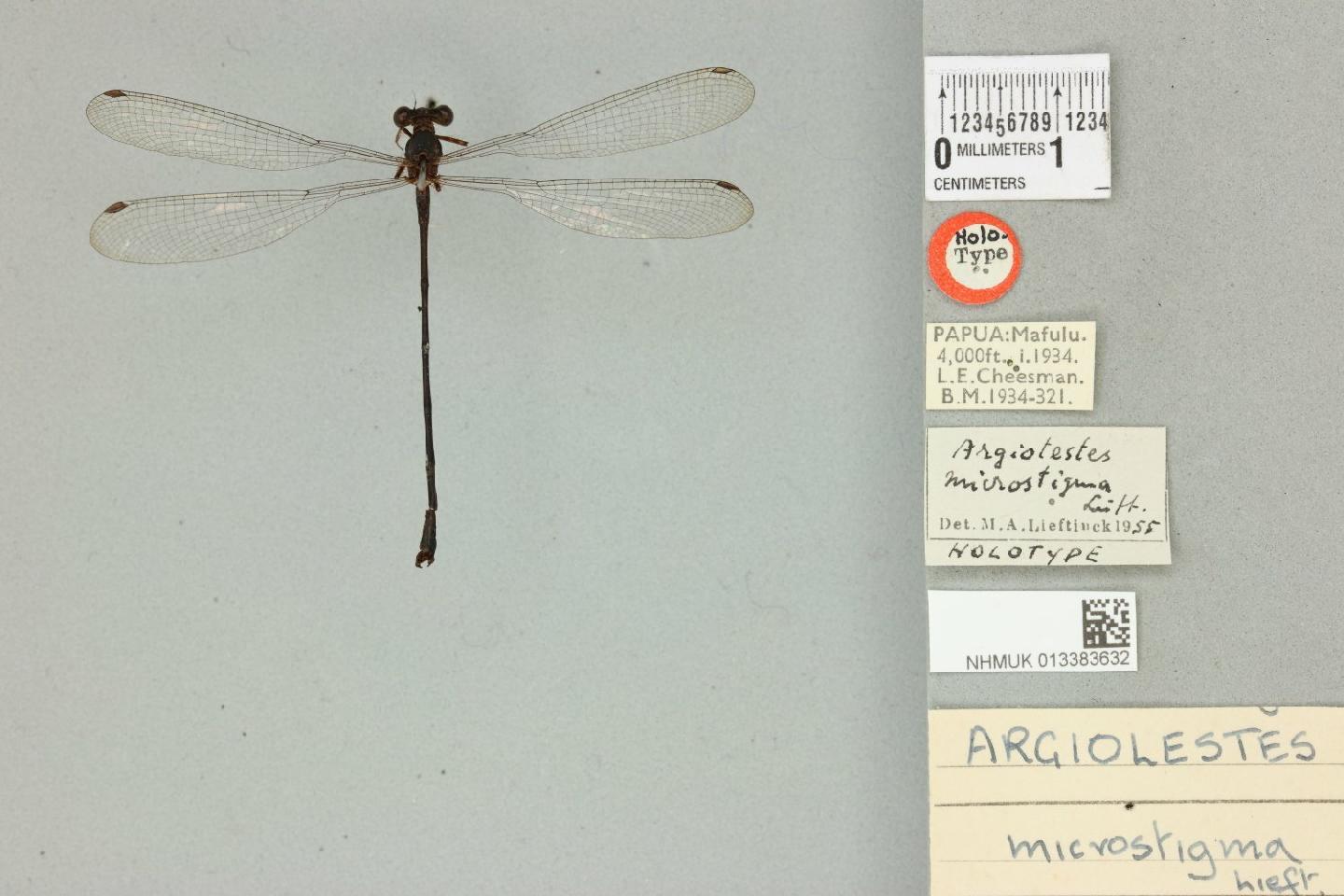 Argiolestes microstigma
