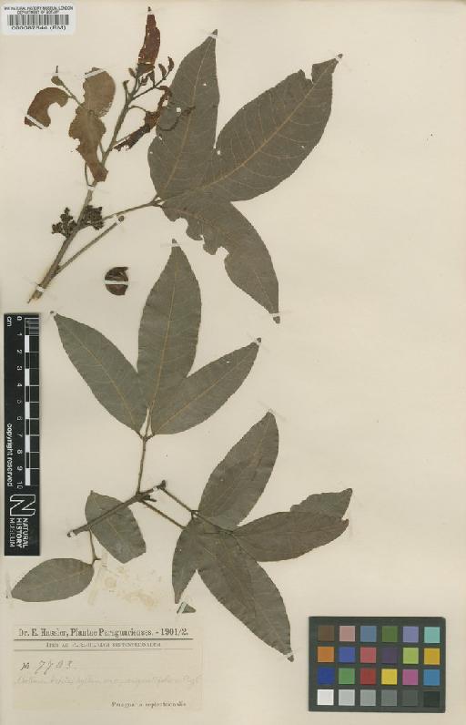 Protium heptaphyllum var. angustifolium Engl. - BM000087844