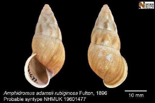 Amphidromus adamsii rubiginosa Fulton, 1896 - 19601477, PROBABLE SYNTYPES, Amphidromus adamsii rubiginosa Fulton, 1896