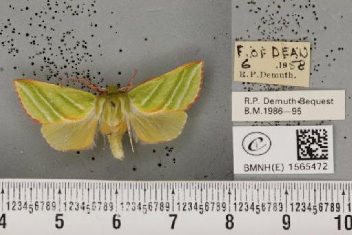 Pseudoips prasinana britannica (Warren, 1913) - BMNHE_1565472_293571