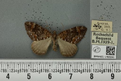 Dysstroma truncata truncata (Hufnagel, 1767) - BMNHE_1769241_349934